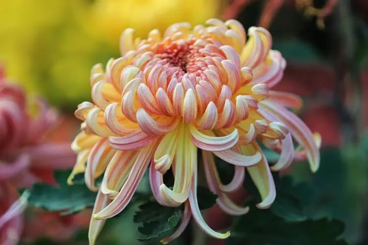 重陽丨深情不及久伴，厚愛無需多言。(圖2)